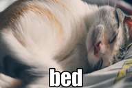distorted image of a sleeping cat, labelled 'bed'